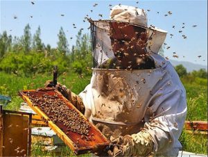 کتاب ۲۰ ستون اصلی زنبورداری