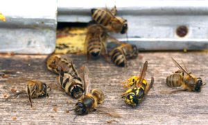 کتاب آفات و بیماری های زنبور عسل